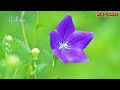 花桔梗_西方裕之( 左伴右唱) 発売日karaokeKTV 伴奏 左伴右唱 karaoke 卡拉OK 伴唱 instrumental