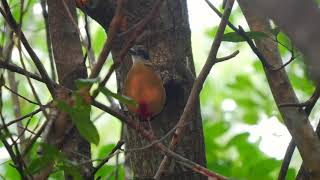 Mangrove Pitta (Pitta megarhyncha)