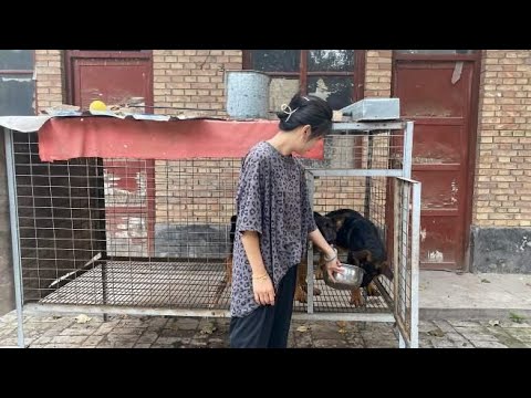 你有没有被狗狗咬过？被狗狗咬了该怎么处理？佳佳带你了解狂犬病