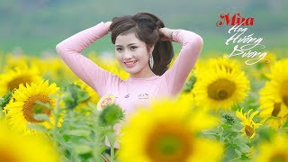 4K HDR - Cánh đồng hoa hướng dương TH true milk Nghĩa Đàn, Nghệ An - Flycam and OSMO 