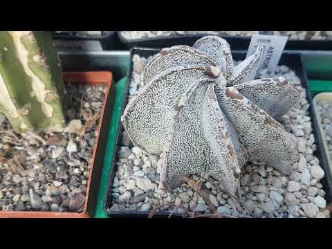 Астрофитум - кактус-звезда...Astrophytum.