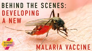 Behind the scenes: developing a new malaria vaccine