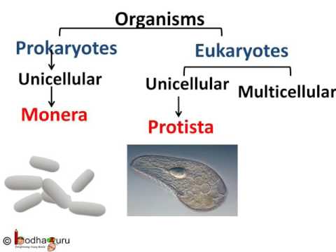 Biology - 5 kingdoms by R. Whittaker - Diversity in Living Organisms - Part 3 - English