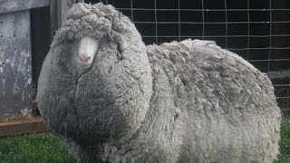 Sheep Found Wandering through Tasmanian Wilderness May Be the World’s Woolliest
A Tasmanian farmer-couple recently discovered what might just be the world’s woolliest sheep. They’ve named the super-fluffy creature ‘Shaun’, after popular cartoon character Shaun the Sheep from the British comedy series Wallace and Gromit.
As it turns out, Shaun has never had his coat cut, and it is at least half-a-meter thick now. In fact he appears to have been on the run ever since he escaped the shearers at his former farm on Tasmania’s east coast, at least 25 miles away. It is estimated that Shaun has been wandering across the island for the past six years!
Peter Hazel said that he and his wife Netty found Shaun wandering in scrubland on their property last Sunday. He was actually quite easy to catch, what with 20 kilograms of extra fleece weighing him down. His wool was just all over the place, even falling over his eyes and obstructing his vision. Sheep Found Wandering through Tasmanian Wilderness May Be the World’s Woolliest