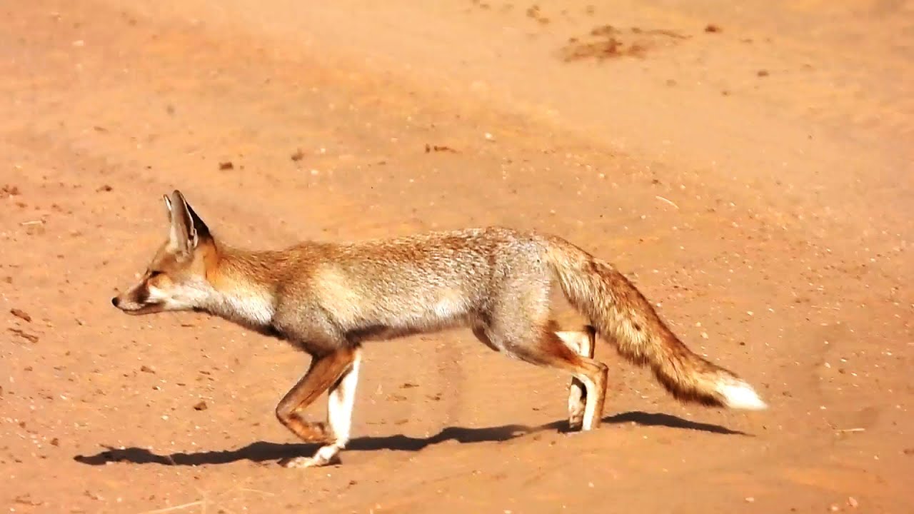 Desert Fox Activity | White-footed Fox | Small Asiatic Subspecies Of Red Fox