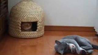 Traditional Japanese Neko Chigura Woven Cat House Now Available in