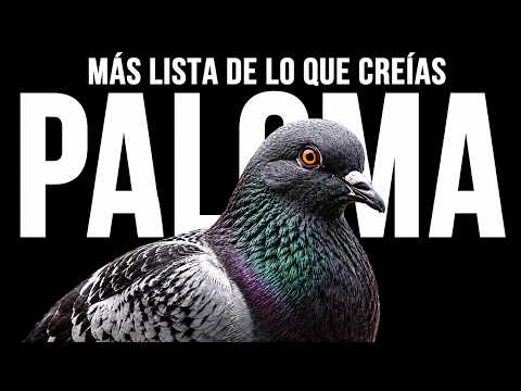 LA PALOMA: ¿símbolo sucio de la ciudad o genio incomprendido?