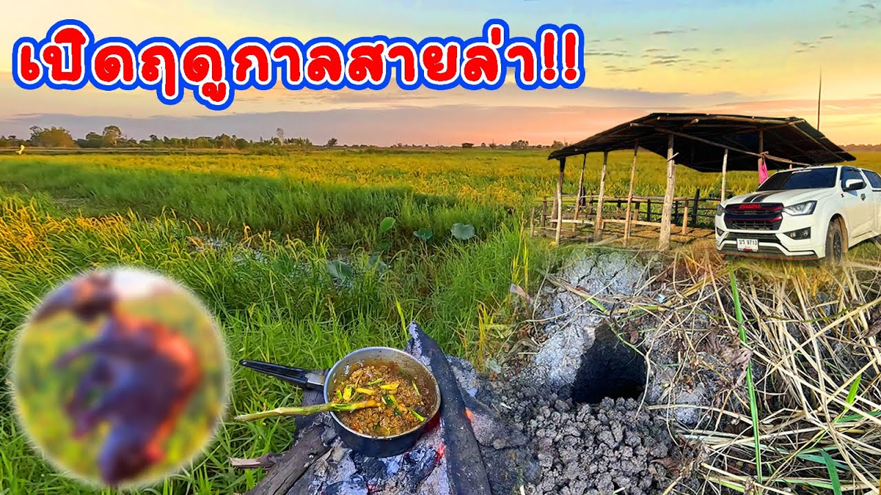 เปิดฤดูล่าหนู‼️นอนคืนดักหนูหมายนาข้าว มีแต่ไซส์ใหญ่ๆคั่วหนูกินแซบๆพร้อมทีมงาน