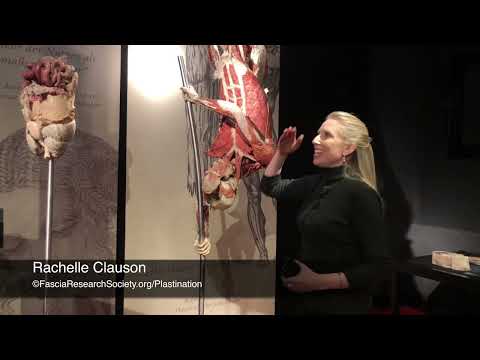 10. Fascial Net Plastination Project Team Tour: Fascia of the Forearm - Rachelle Clauson