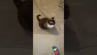 Sushi the fat rat