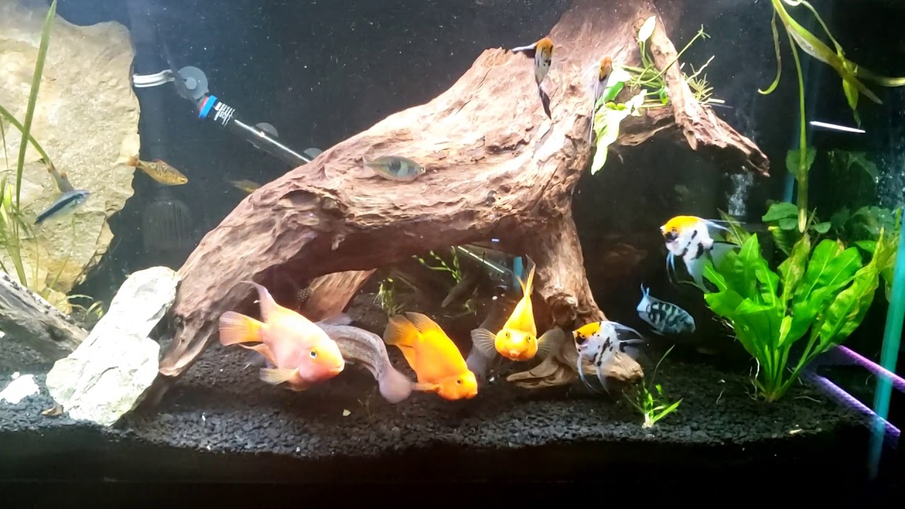 240 gal planted aquarium YouTube