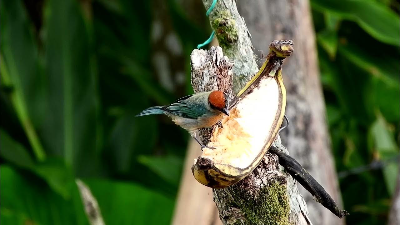 How do birds find food in the wild? YouTube