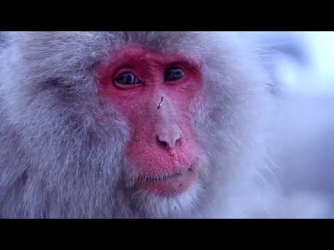 Hot Spring - Guru Meditation Error