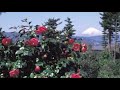 人妻椿 歌 おにぎりさん&さっちゃん