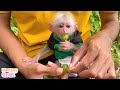 Baby monkey is happy to eat grapes