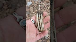curious tooth found 5/20 #horsetooth ? #arkansasriver #mudlarking