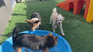 Dogtopia Daycare 11.10.20