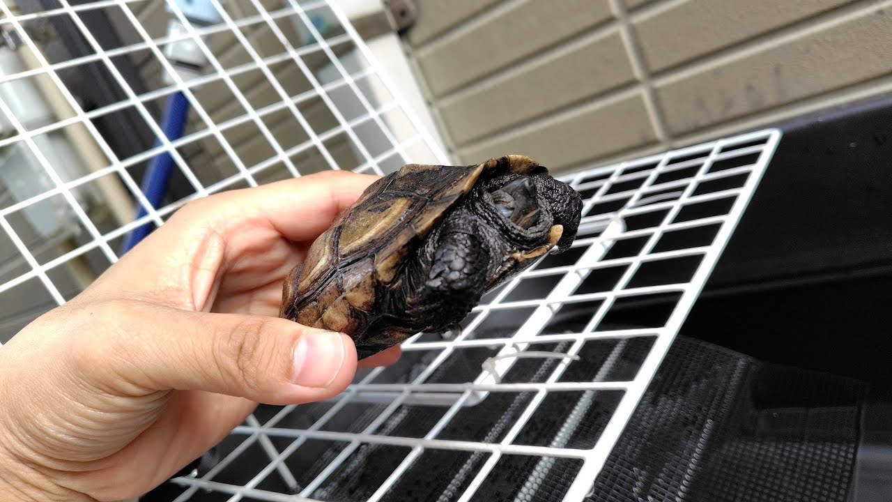 April 30, 2026. The end of April, a Chinese pond turtle emerging