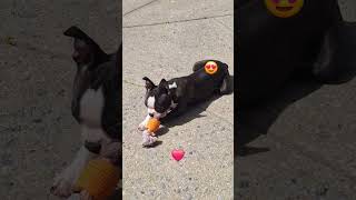 smartBoston terrier violet showdog trot.learns plays fetchExploring her back yard for the st time