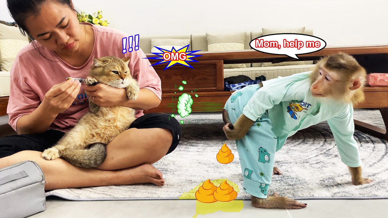 Обезьянка Лили пытается привлечь внимание своей матери, чтобы та ей помогла, и в конце...