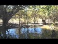 Big crocodile on the Mary River. 12 June 2011