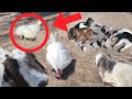 Peaceful Moments: Resting Lambs & Kids in the Countryside | Relaxing Rural Sounds with Qandi family