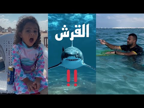 كيف تتعامل مع سمك القرش