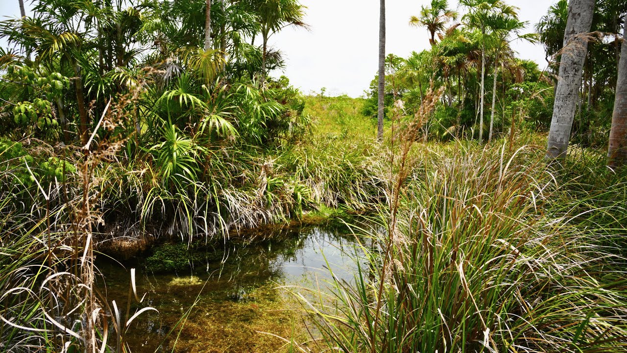 30 Minutes Brazil Biotope Underwater Footage