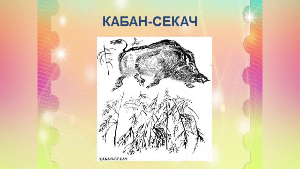 Чарушин кабан 4 класс тест с ответами. Чарушин кабан иллюстрации. Иллюстрация к рассказу кабан. Рисунок к рассказу кабан. Илюстрация рассказа " кабан ,,.