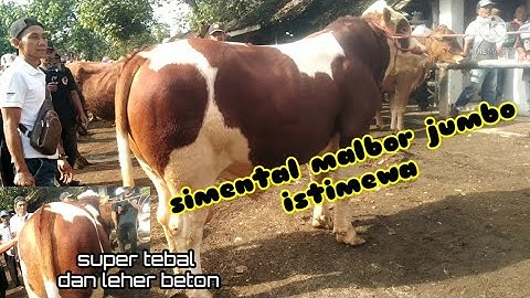 simental malbor leher beton mas Abas cocok untuk kontes sapi@jayamandiriternak