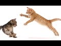 cat fighting