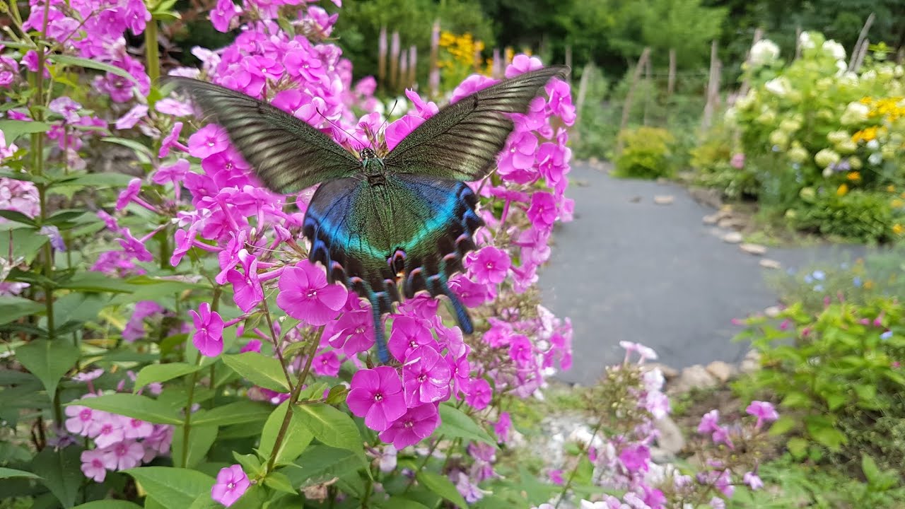 Танец бабочек в моём саду под G.King Bamboleo