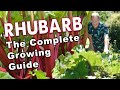 Rhubarb from planting to harvest  