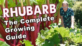 Rhubarb: From Planting To Harvest ❤️ 💚
