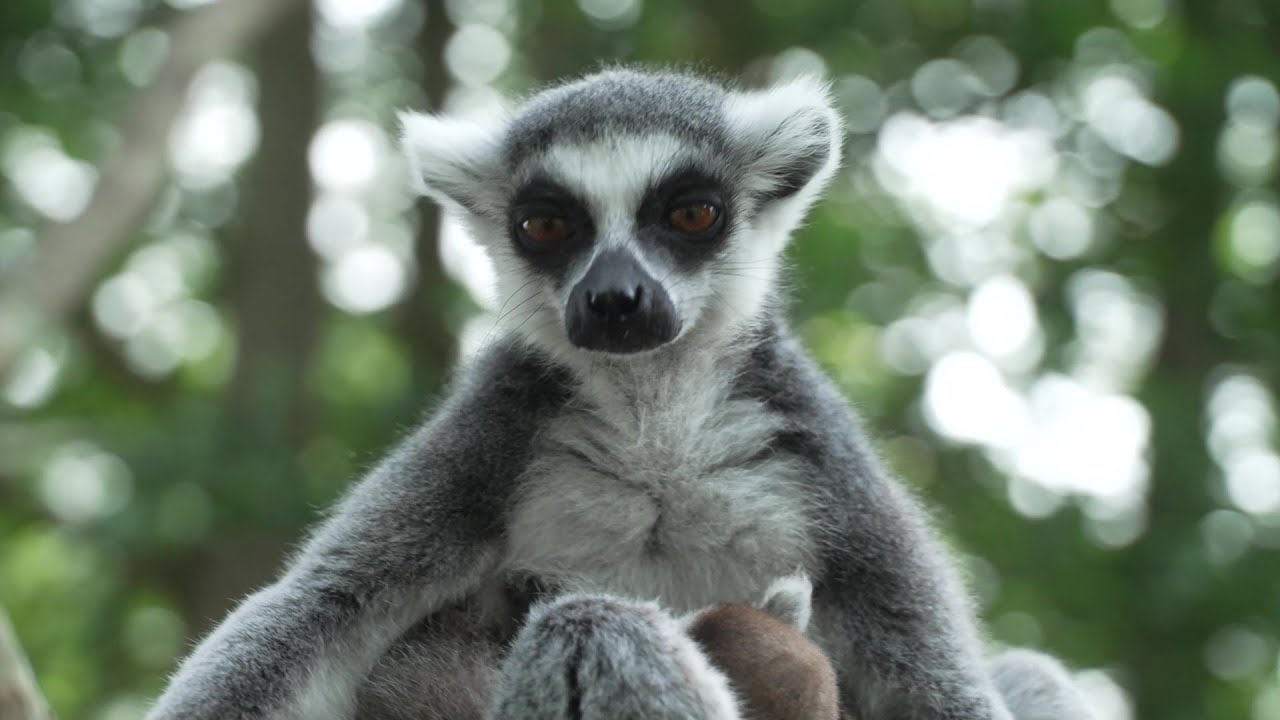 Tierpark Wismar setzt auf Kuschelfaktor und Rassen-Erhaltung