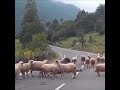 حالة الشعب اليمني مثل هذا الراعي 