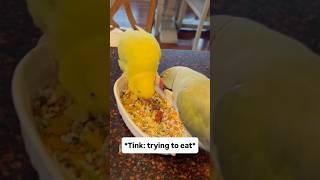 Can a girl just eat in peace? #talkingbird #talkingparrot #funnyfails #funnyanimals #funnypets