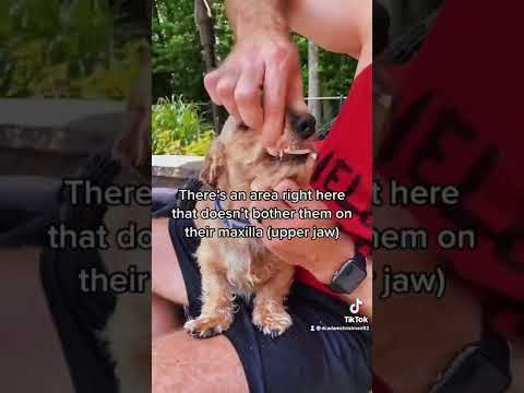 Videó: Hogyan juthat el a hal szagából a kutyádból?