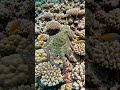 This Octopus Can Become Invisible! 😱#shorts #octupus #viral