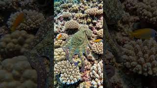 This Octopus Can Become Invisible! 😱#shorts #octupus #viral