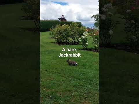 a hare, jackrabbit.  산토끼♧♡♤