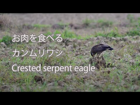 【お肉を食べる】カンムリワシ Crested serpent eagle