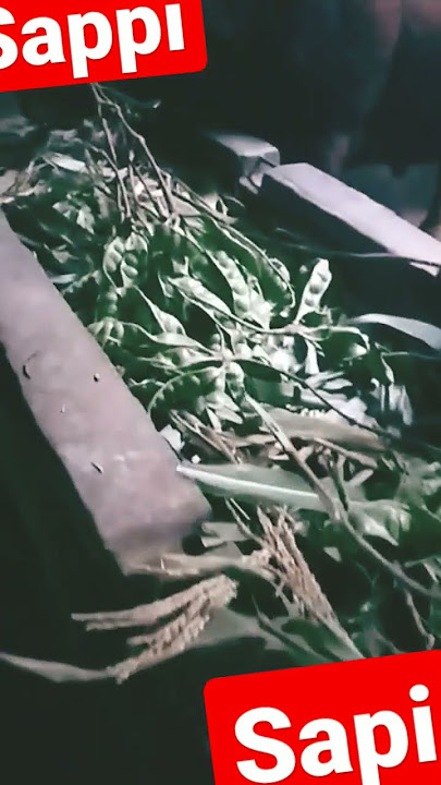 sapi makan pete #shortsvideo #berandayoutube