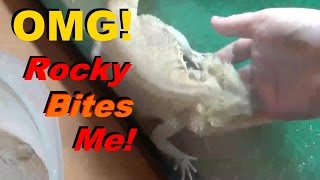 Rocky My Bearded Dragon BITES Me The First Time Ever! Profile