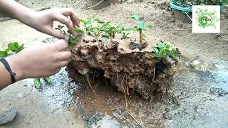 Premna bonsai, New Forest style penjing root over rock