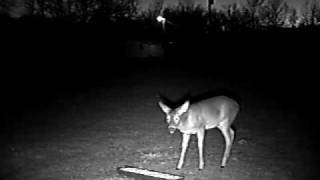 Cat Attacks Deer haha