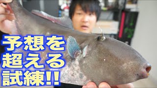 ハプニング連続！！元気なウマヅラハギをさばこうとしたら・・・