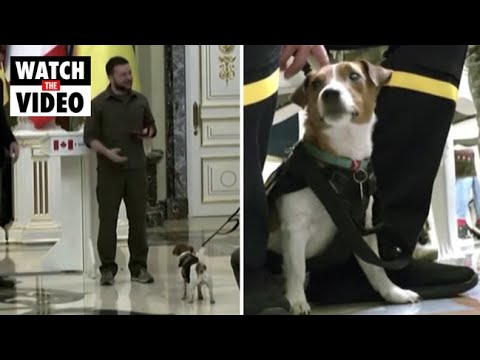 President Zelensky awards medal to bomb-sniffing dog