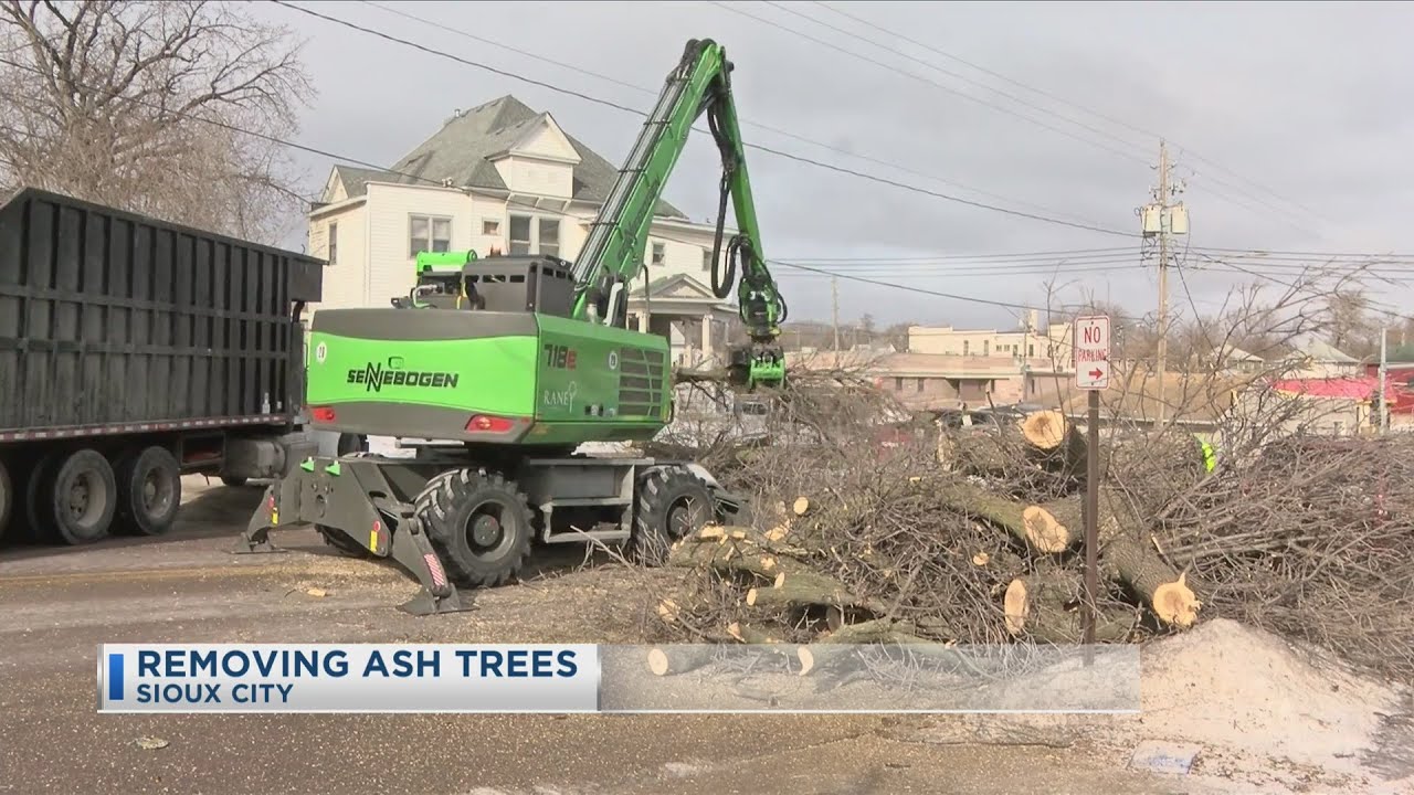 Removing Ash Trees