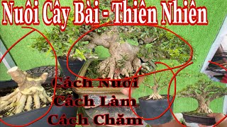 Bonsai cây bài - thiên nhiên | cách rút cốt cât bonsai dán bài .O9O9211214 A Lành bán dồ nghề